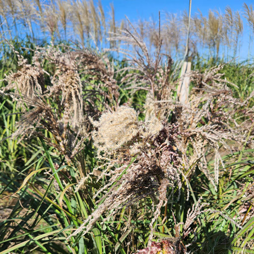 Ķīnas miskants 'Dread Locks' P9/C1