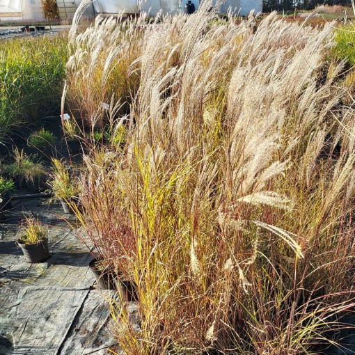 Ķīniešu miskants 'Silberspinne' P9/C1