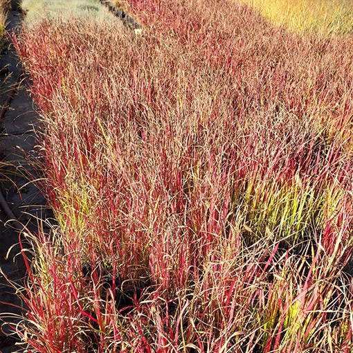 Imperāta cilindriskā 'Red Baron' P9/C1
