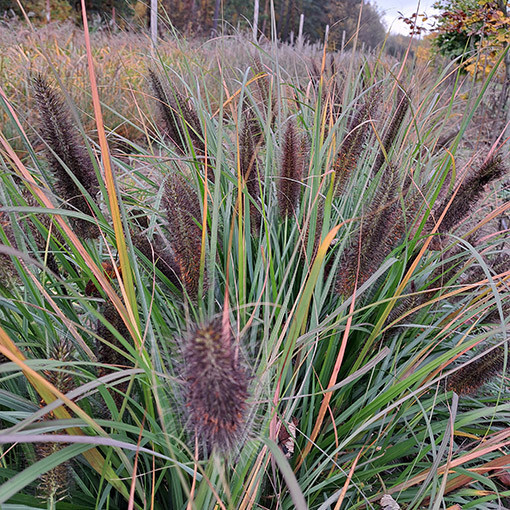 Japānas misiņzāle 'Black Beauty' P9/C1
