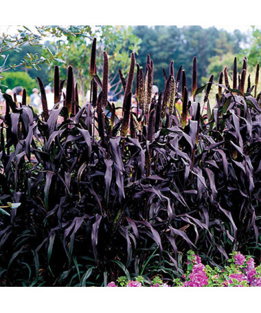 Pērļu sorgo 'Purple Baron'  2L
