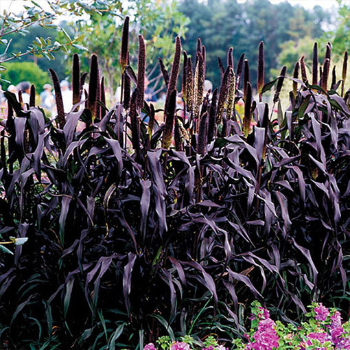 Pērļu sorgo 'Purple Baron'  2L
