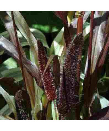 Pērļu sorgo 'Purple Baron'  2L