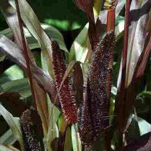 Pērļu sorgo 'Purple Baron'  2L