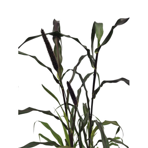 Pērļu sorgo 'Purple Baron'  2L