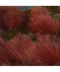 Bušanana grīšļi 'Firefox' P9/C1