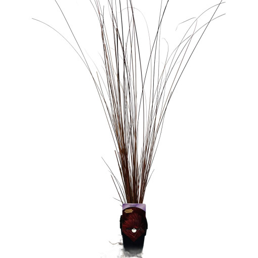 Bušanana grīšļi 'Firefox' P9/C1