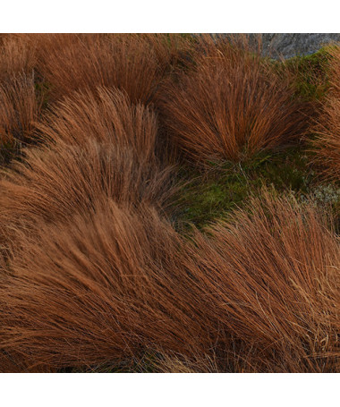 Bušanana grīšļi P9/C1