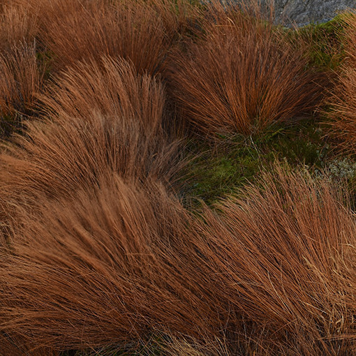 Bušanana grīšļi P9/C1