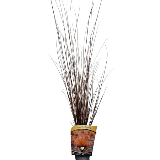 Bušanana grīšļi P9/C1