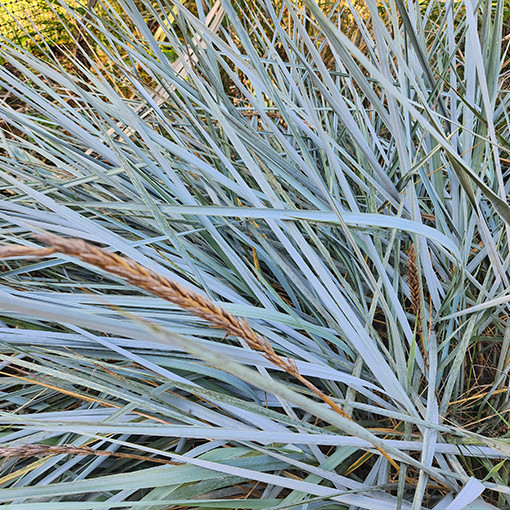 Smiltāju kāpu auzene P9/C1