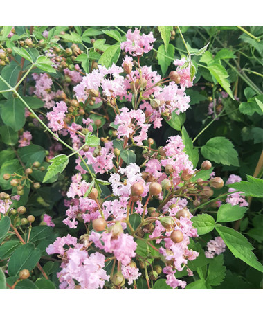 Indijas Lagerstroēmija (Krepe Purpura) P9/C1