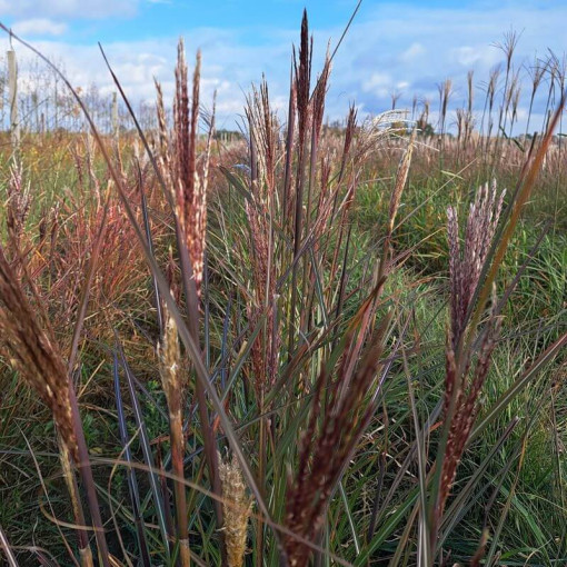 Ķīniešu miskants 'Gracillimus' P9/C1