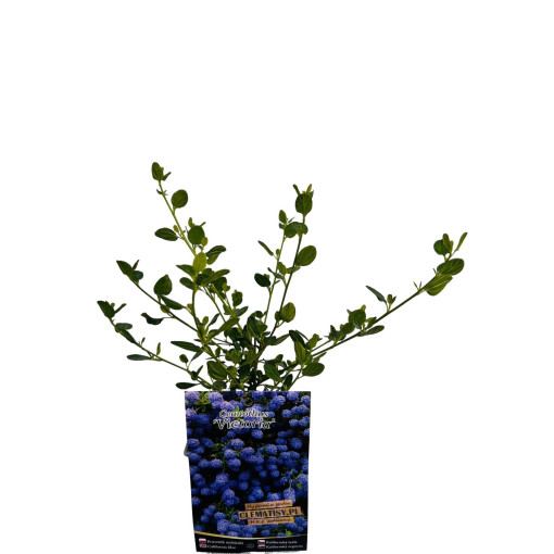 Zilais ceanots 'Victoria’ P9/C1