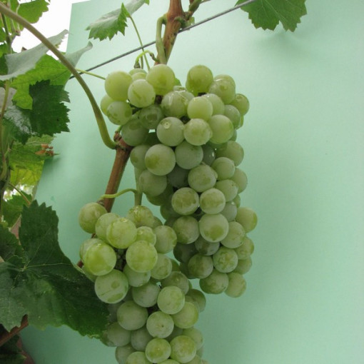 Vīnoga 'Seyval Blanc' 2L