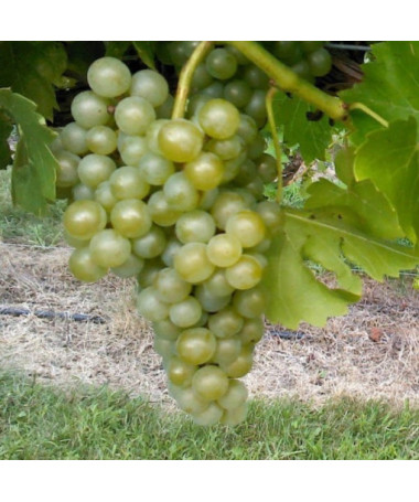 Vīnoga 'Seyval Blanc' 2L