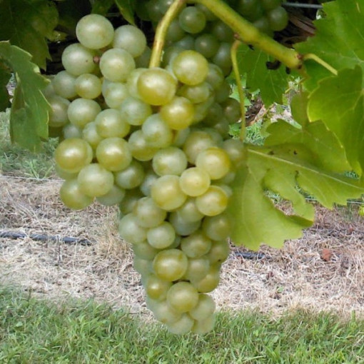 Vīnoga 'Seyval Blanc' 2L