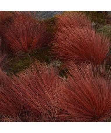 Carex buchananii 'Firefox'  2L