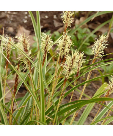 Moro viksvuolė 'Variegata'  4l