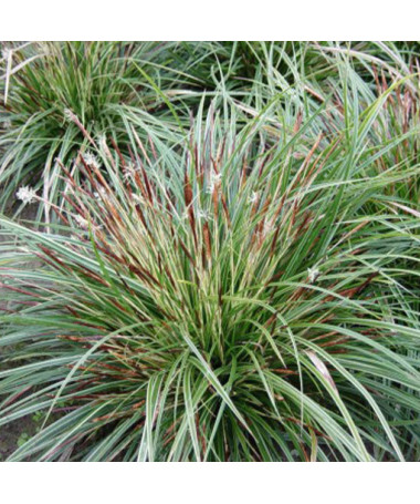 Moro viksvuolė 'Variegata'  4l