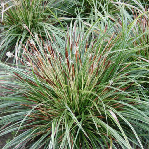 Moro viksvuolė 'Variegata'  4l