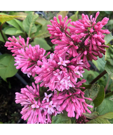 Lilaks (Syringa) Meyer 'Palibin' P9/C1