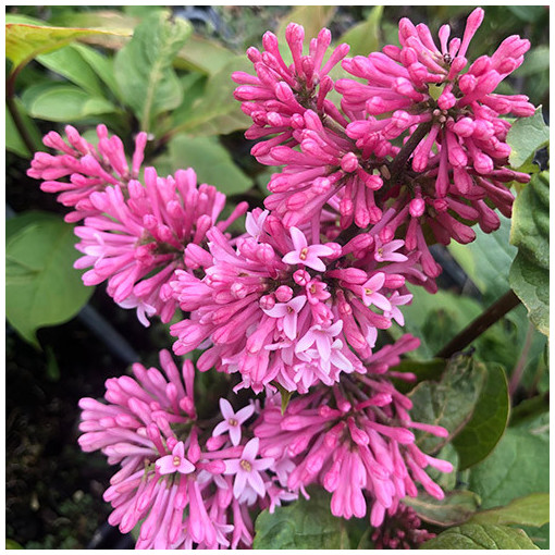 Lilaks (Syringa) Meyer 'Palibin' P9/C1