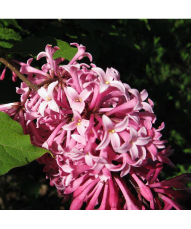 Lilaks (Syringa) Meyer 'Palibin' P9/C1
