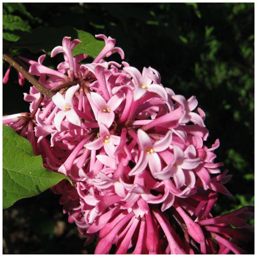 Lilaks (Syringa) Meyer 'Palibin' P9/C1