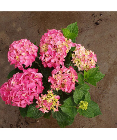 Dārza hortenzija Bouquet Rose P9/C1