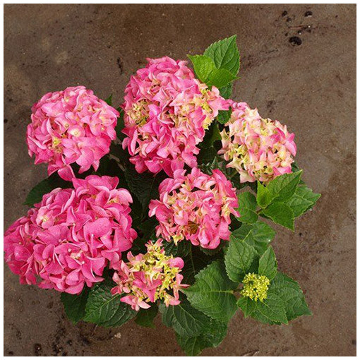 Dārza hortenzija Bouquet Rose P9/C1