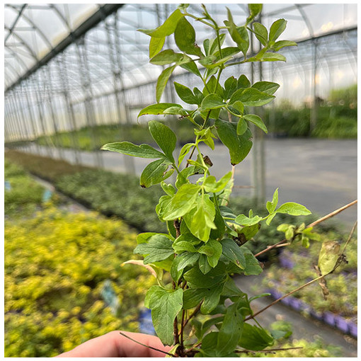 Klematis 'Mary Rose' P9/C1