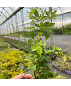 Klematis 'Mary Rose' P9/C1