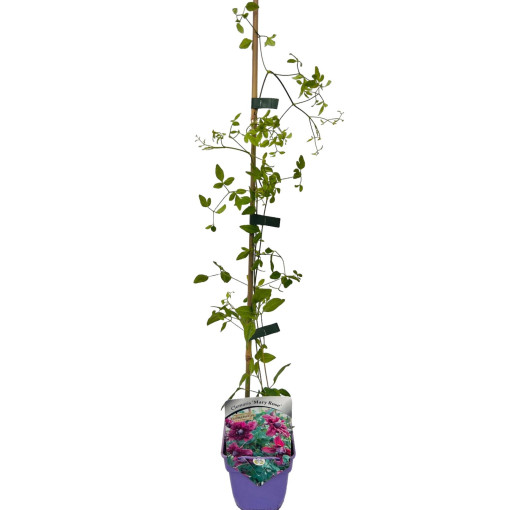 Klematis 'Mary Rose' P9/C1