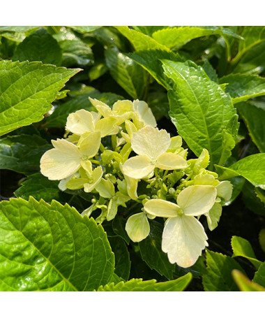 Lielā hortenzija 'Mariesii Perfecta' P9/C1