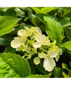 Lielā hortenzija 'Mariesii Perfecta' P9/C1