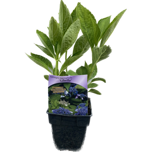 Lielā hortenzija 'Libelle' P9/C1