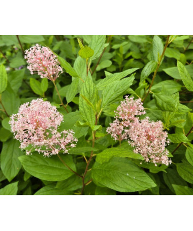 Bālā ceanotuss 'Marie Simon' P9/C1