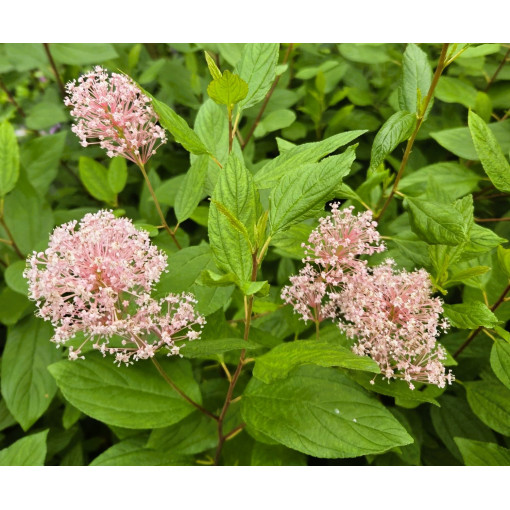 Bālā ceanotuss 'Marie Simon' P9/C1