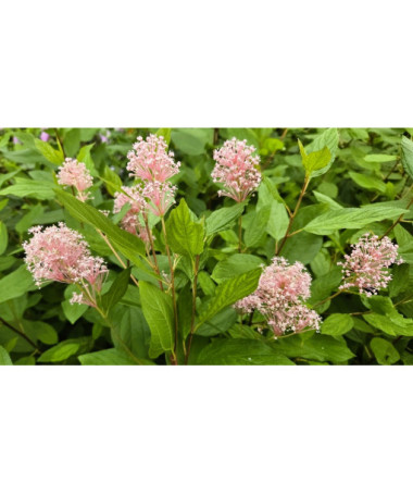 Bālā ceanotuss 'Marie Simon' P9/C1