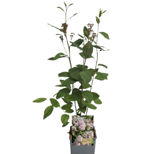 Bālā ceanotuss 'Marie Simon' P9/C1