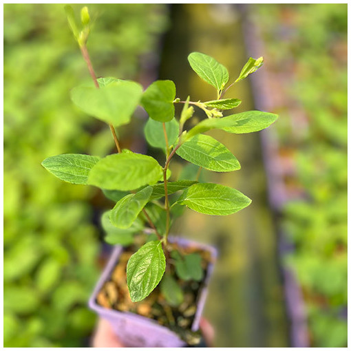 Bālā ceanotuss 'Marie Simon' P9/C1