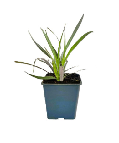 Smailziedu pennisets 'Rubrum' P9/C1