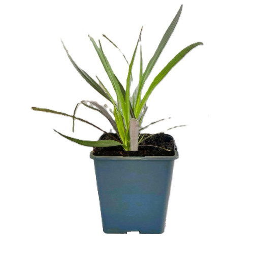 Smailziedu pennisets 'Rubrum' P9/C1