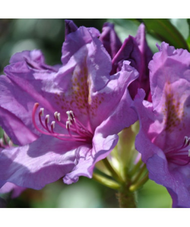 Rododendrs (Azālija) Catawbiense Grandiflorum pods, 4l