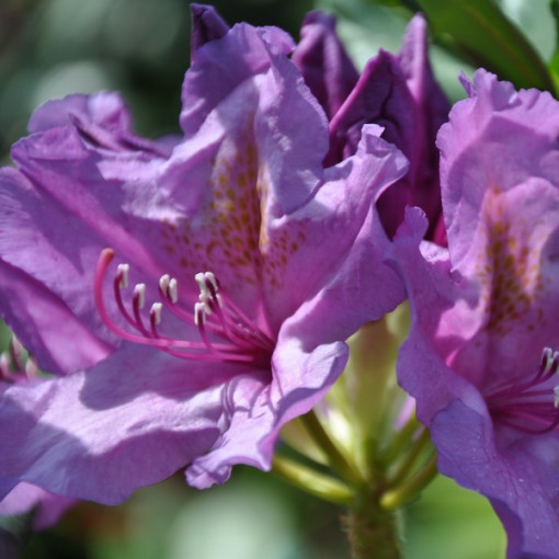 Rododendrs (Azālija) Catawbiense Grandiflorum pods, 4l