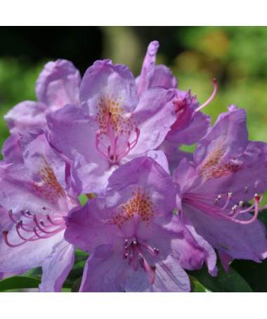 Rododendrs (Azālija) Catawbiense Grandiflorum pods, 4l