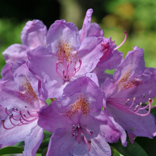 Rododendrs (Azālija) Catawbiense Grandiflorum pods, 4l
