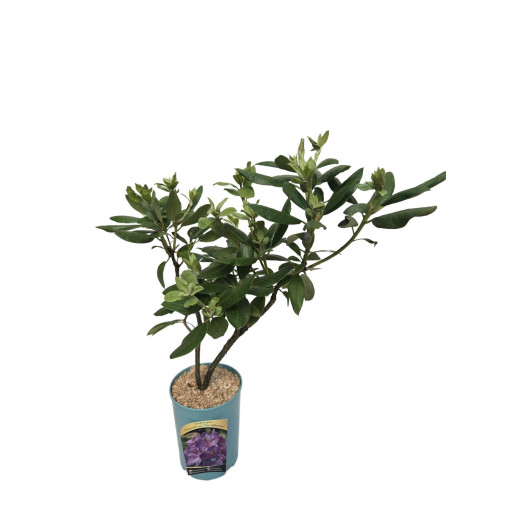 Rododendrs (Azālija) Catawbiense Grandiflorum pods, 4l