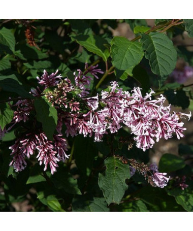 Lilaks (Syringa) Josika, pods,  4l